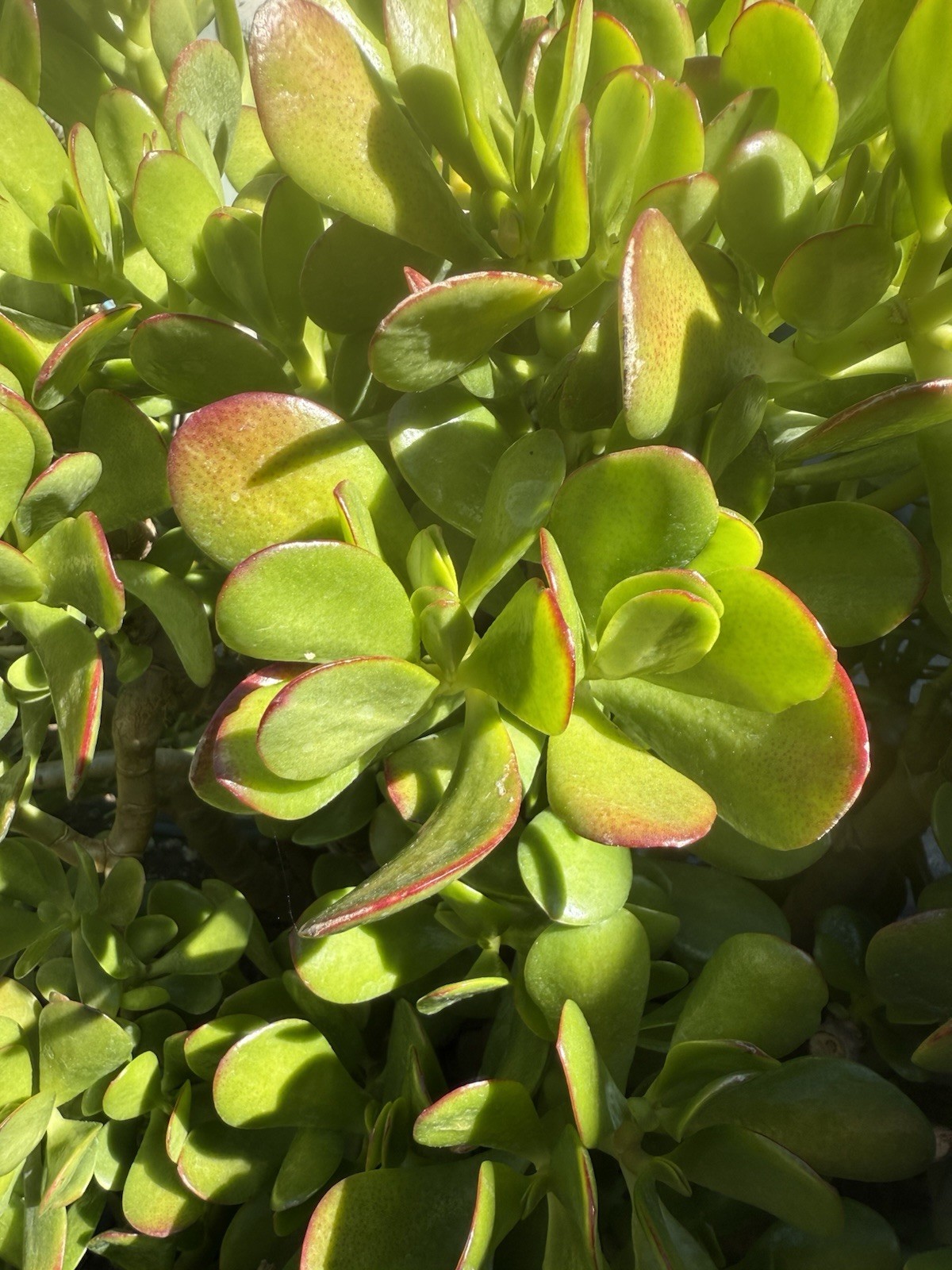 Beginner’s Crassula Jade Cutting 4-5 In Long Best Price On eBay! FREE Ship!!!