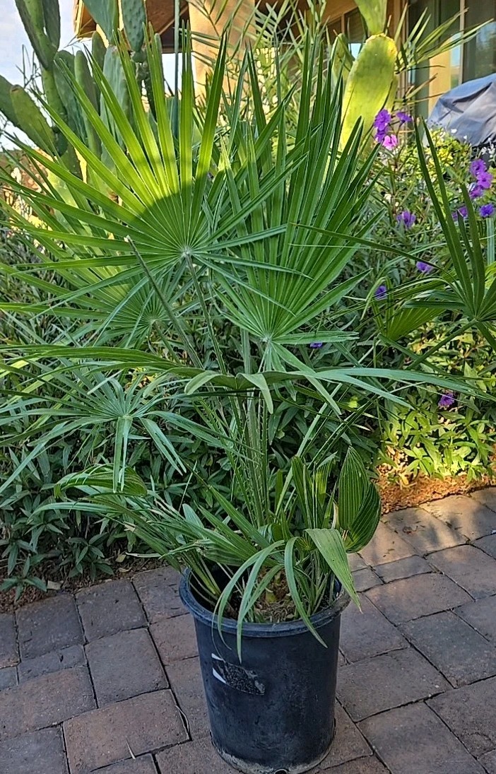 Mediterranean Fan / European Palm Tree, Chamaerops Humilis, 12+ Years Old, 48″