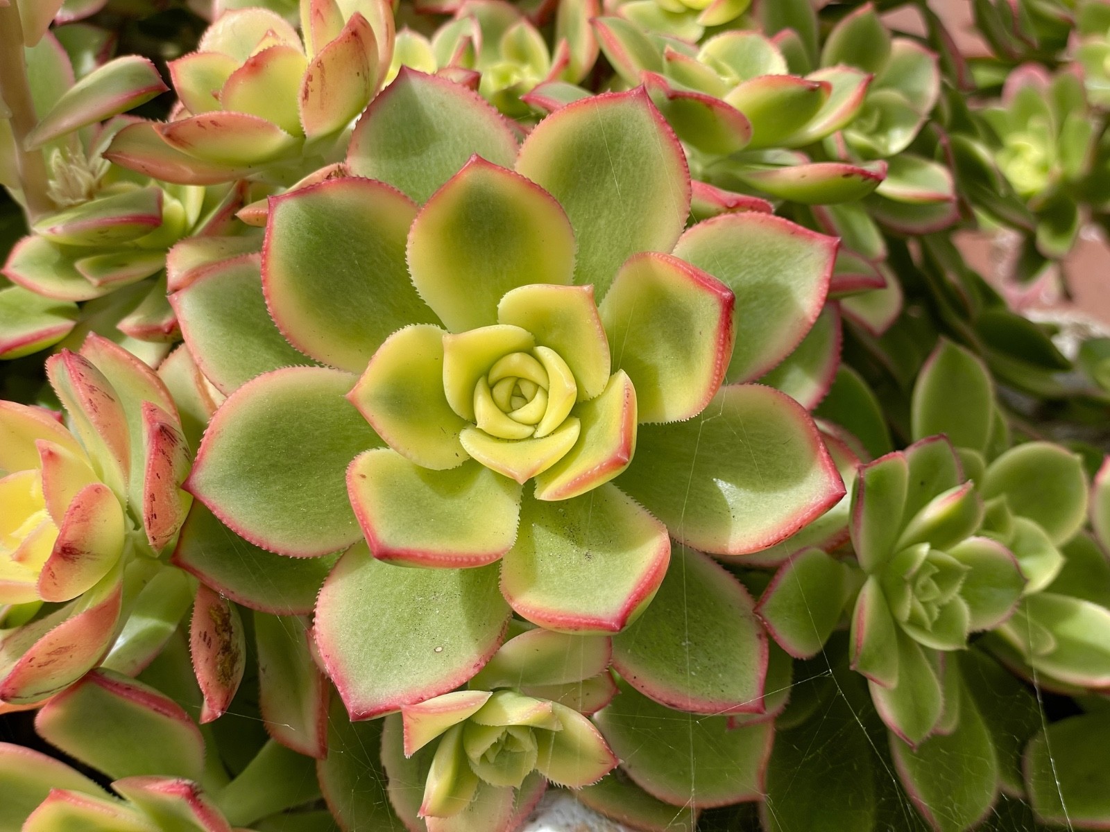 Rare Aeonium Kiwi Variegated Succulent Live Plant Unrooted Cutting 2-3 Inches