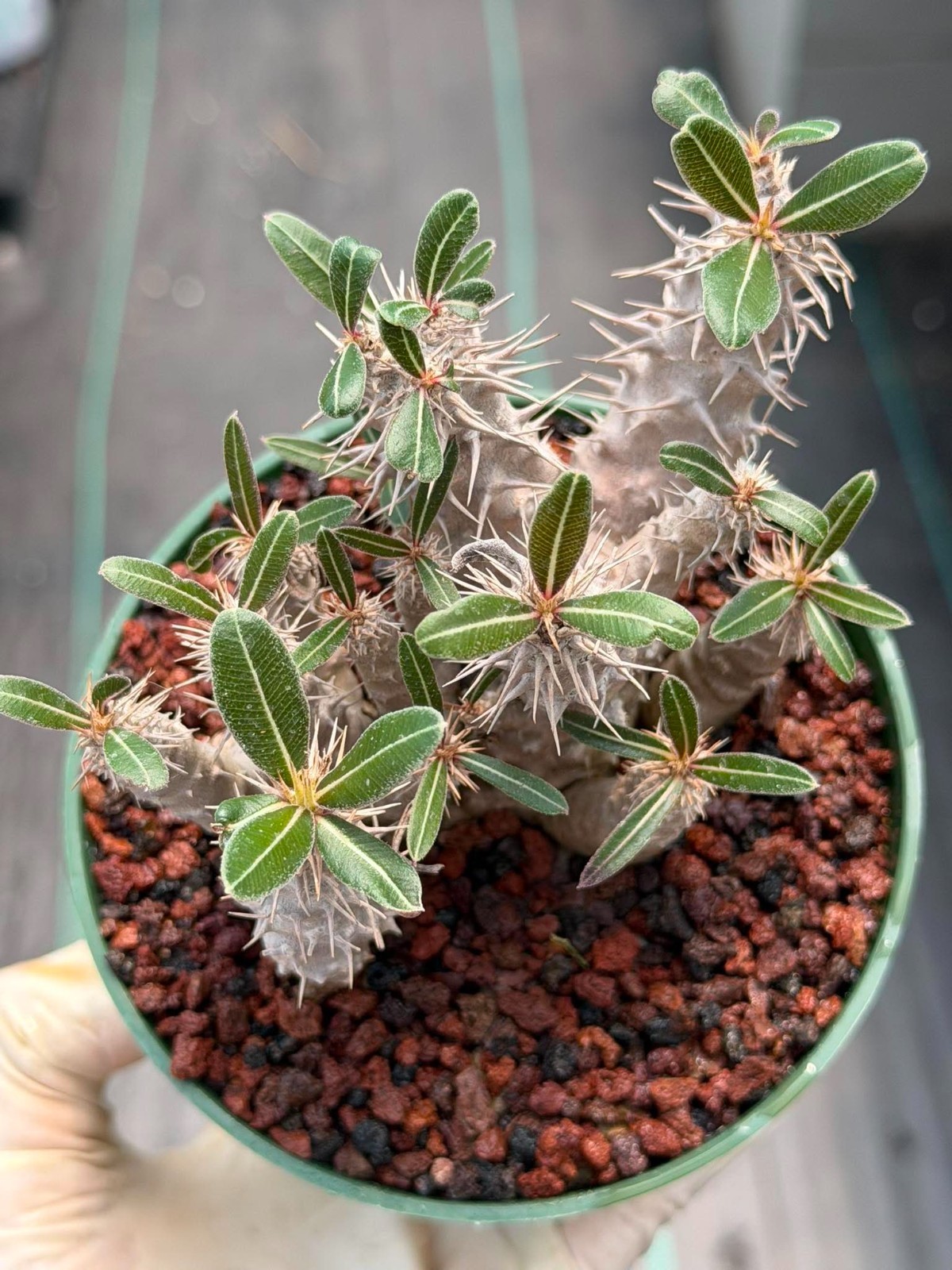 Pachypodium Rosulatum – Rare Succulent Caudex Plant – Live Collectors Specimen