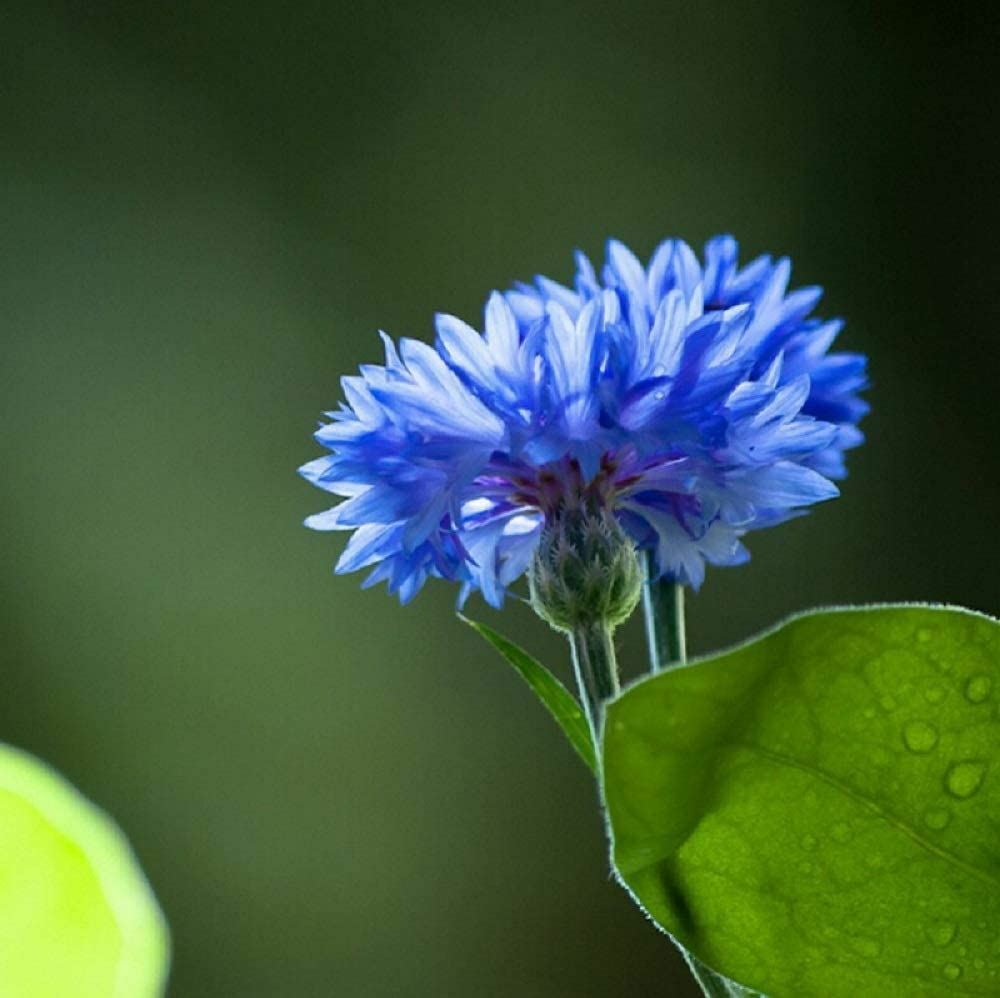 Bachelor Button Seeds , Tall Blue Flower Seeds,”COOL BEANS N SPROUTS”