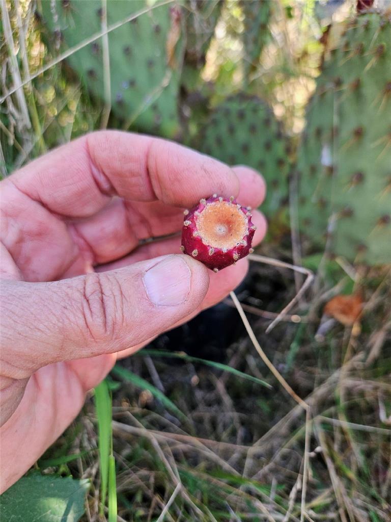 Opuntia Galapageia var galapageia Hybrid, Reddish Spines, Dark Red Fruit – Japan