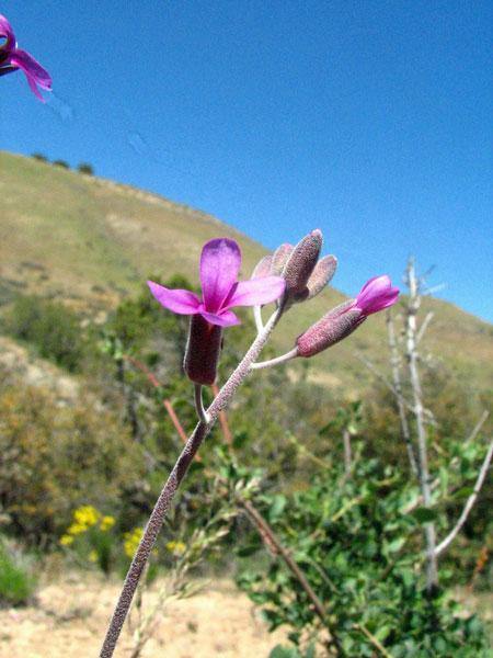 Boechera pulchra | Prince’s Rock Cress | 50 Seeds