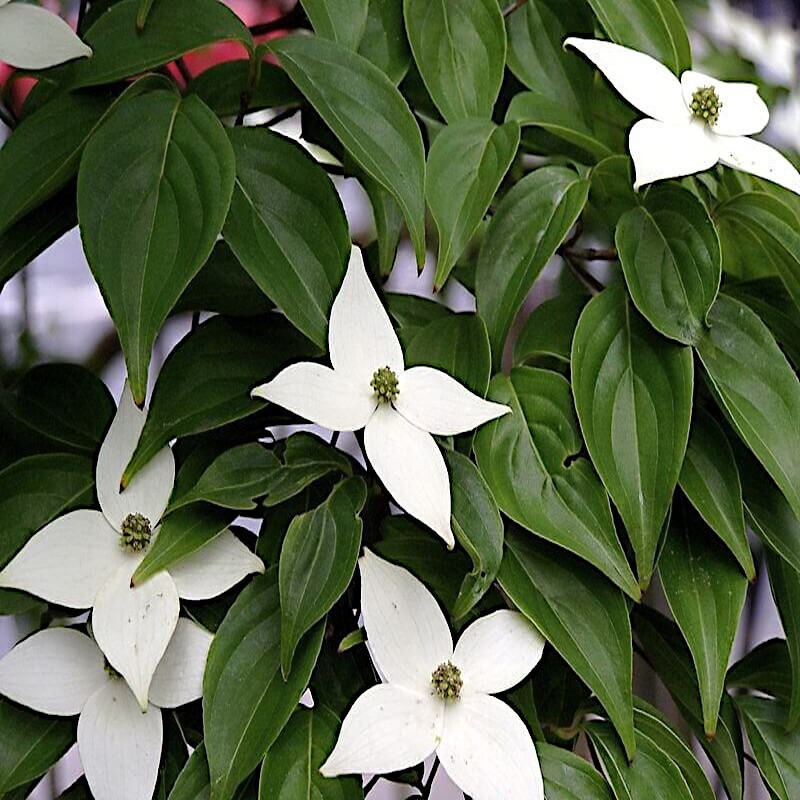 KOUSA DOGWOOD TREE SEEDS Chinese Milky Way Hardy-5 White Flower Red Fruit Plant