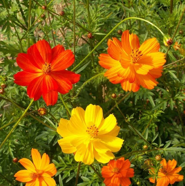 400+ Sulphur Cosmos Seeds – Bright Lights – Hummingbirds & Butterflies