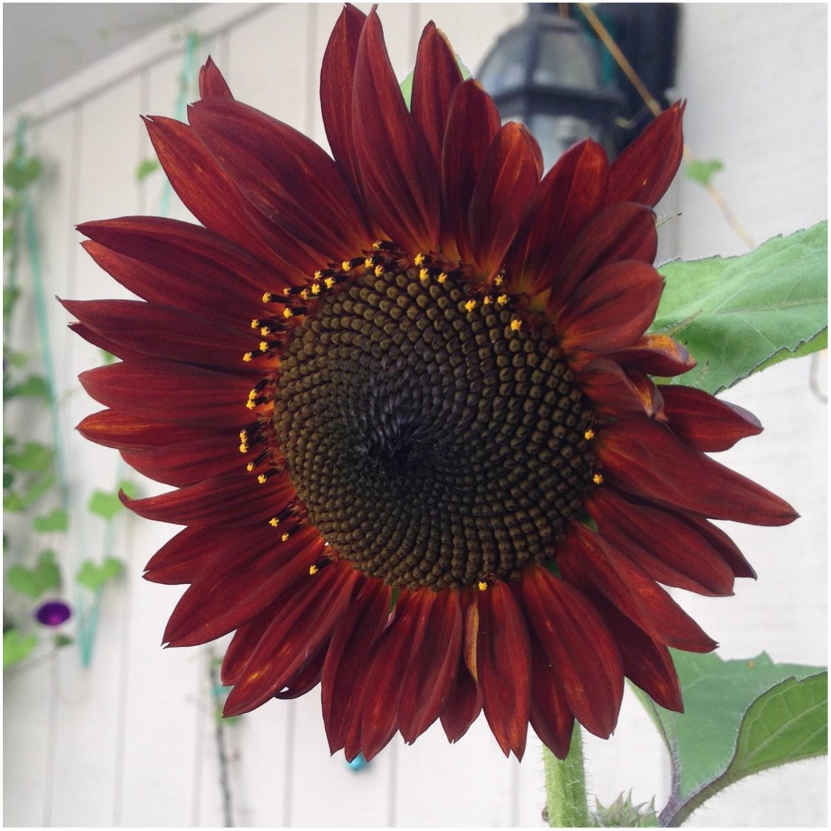 Seed Needs Sunflower Seeds for Planting an Outdoor 6 Pack (AS03), Mixed