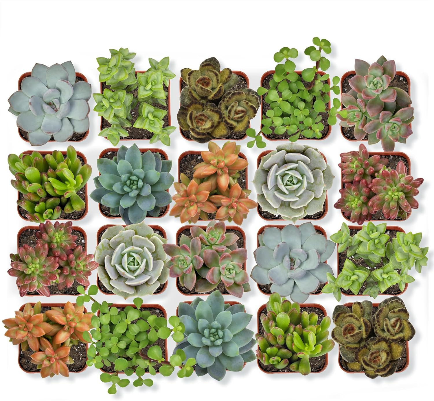 Altman Plants, Live Succulent Plants (20 Pack) Assorted Potted Succulents Plants