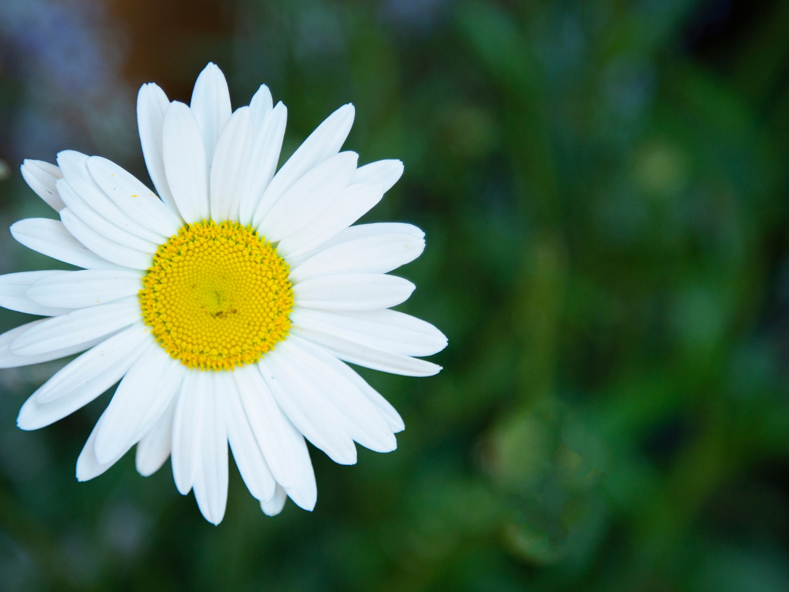 100 Seeds| Shasta Daisy Seeds #N009