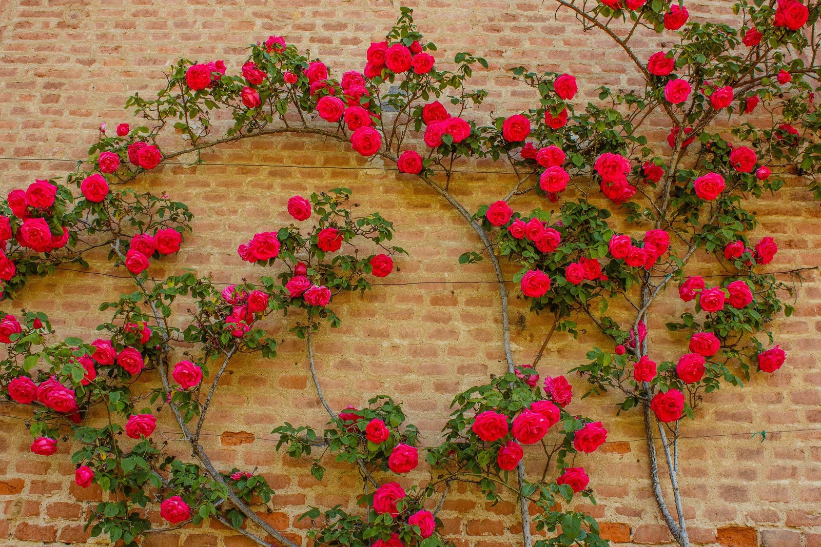 5 RED CLIMBING ROSE Rosa Bush Vine Climber Fragrant Butterfly Flower Seeds