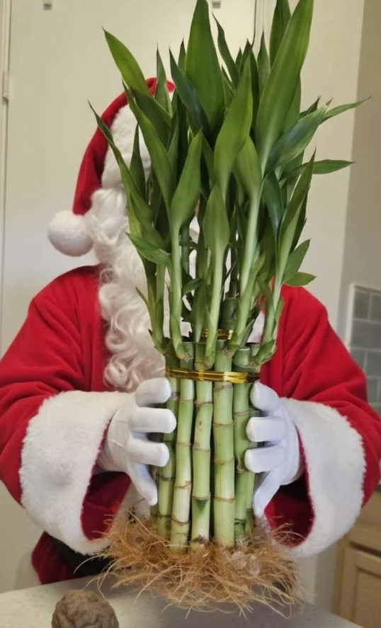 2 Tiered Lucky Bamboo Plants, Home Decor, Holiday Gift