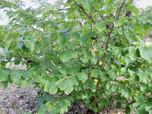 10 FIRE BLAZE WITCH HAZEL SEEDS – Hamamelis x intermedia