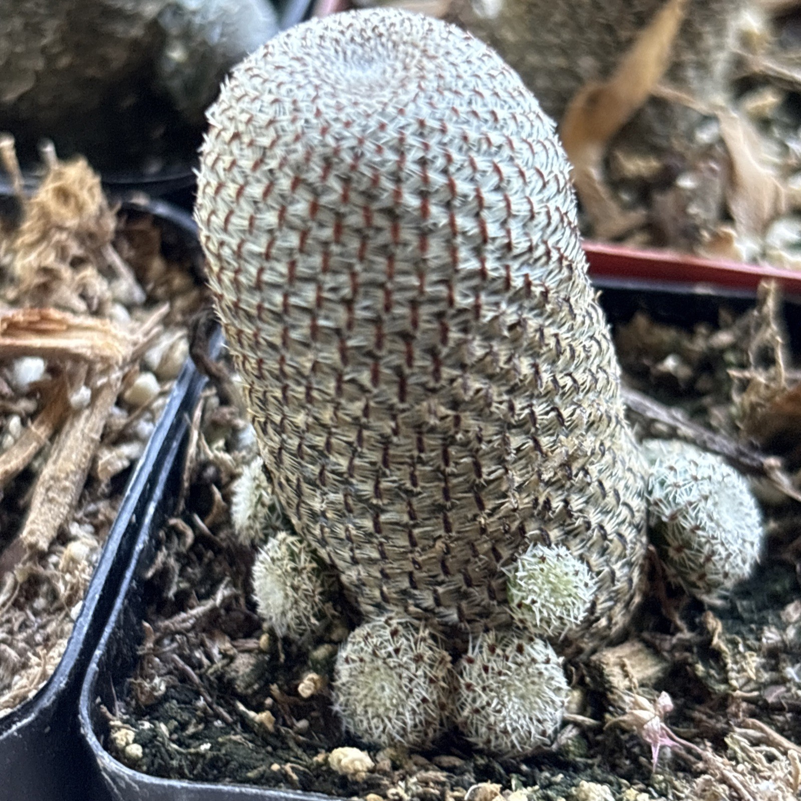 Rebutia heliosa – Rooted 2 in pot