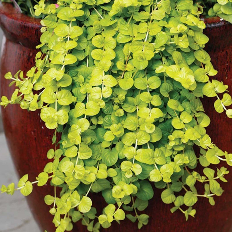 6 Golden Creeping Jenny Live Starter Plants – Perennial Groundcover – Zones 3-9