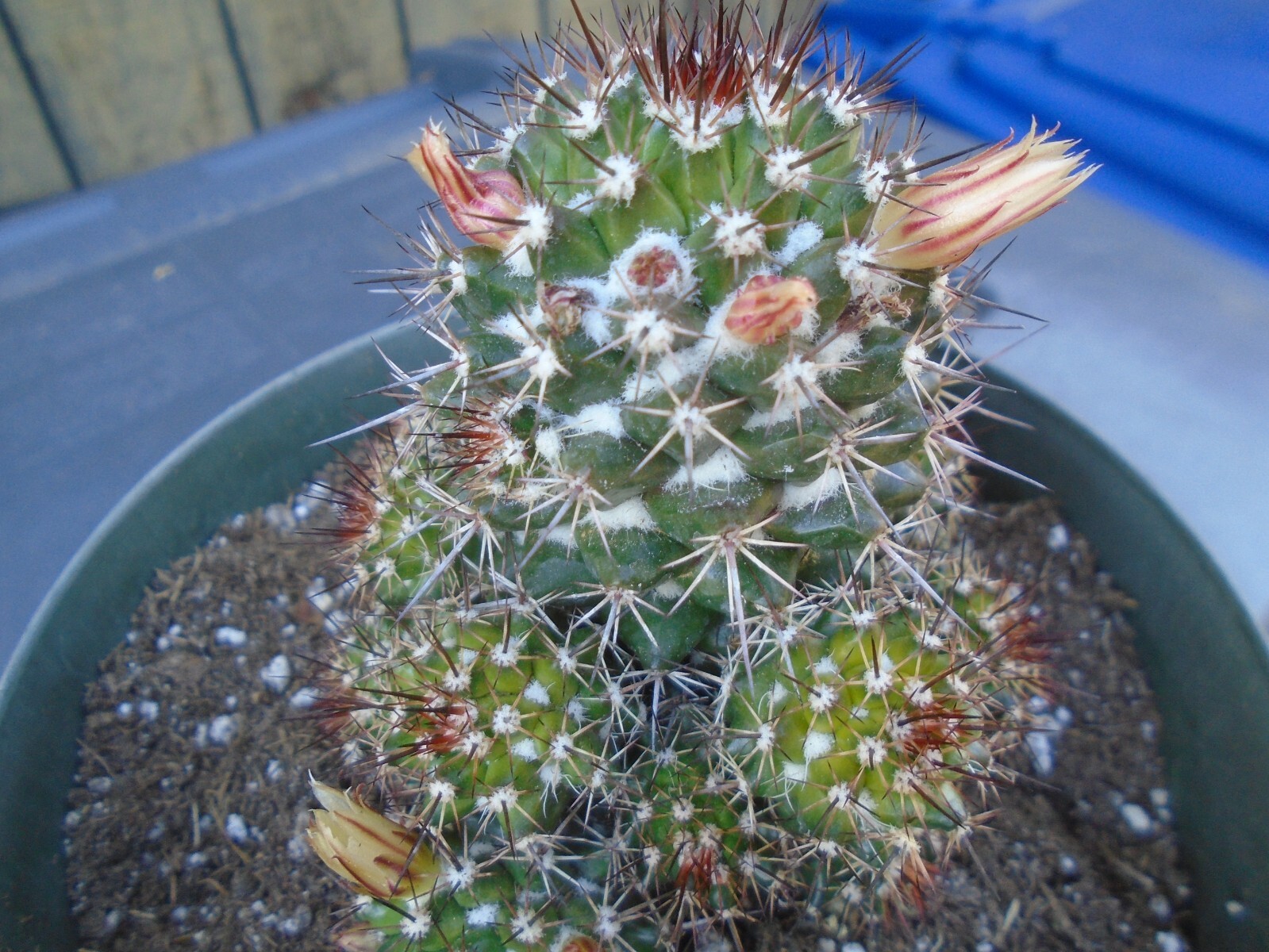 Mammillaria Voburnensis Cactus Plant, Will Grow In Clusters, Native to Mexico