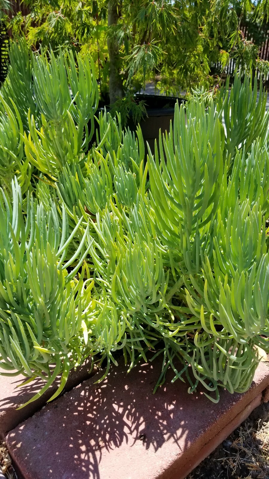 ROOTED 21″ Senecio Vitalis Blue Serpents Mermaid’s Tail Chalk Fingers Succulent