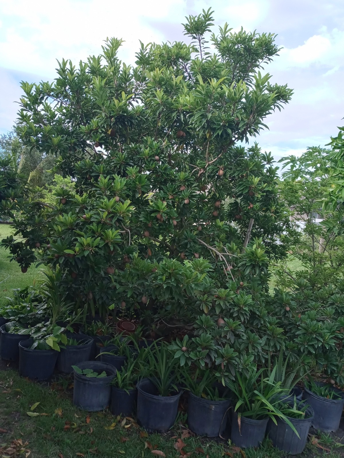 1 FLORIDA Sapote Manilkara Zapota Sapodilla zapote Nispero Fruit Plant 8-12″