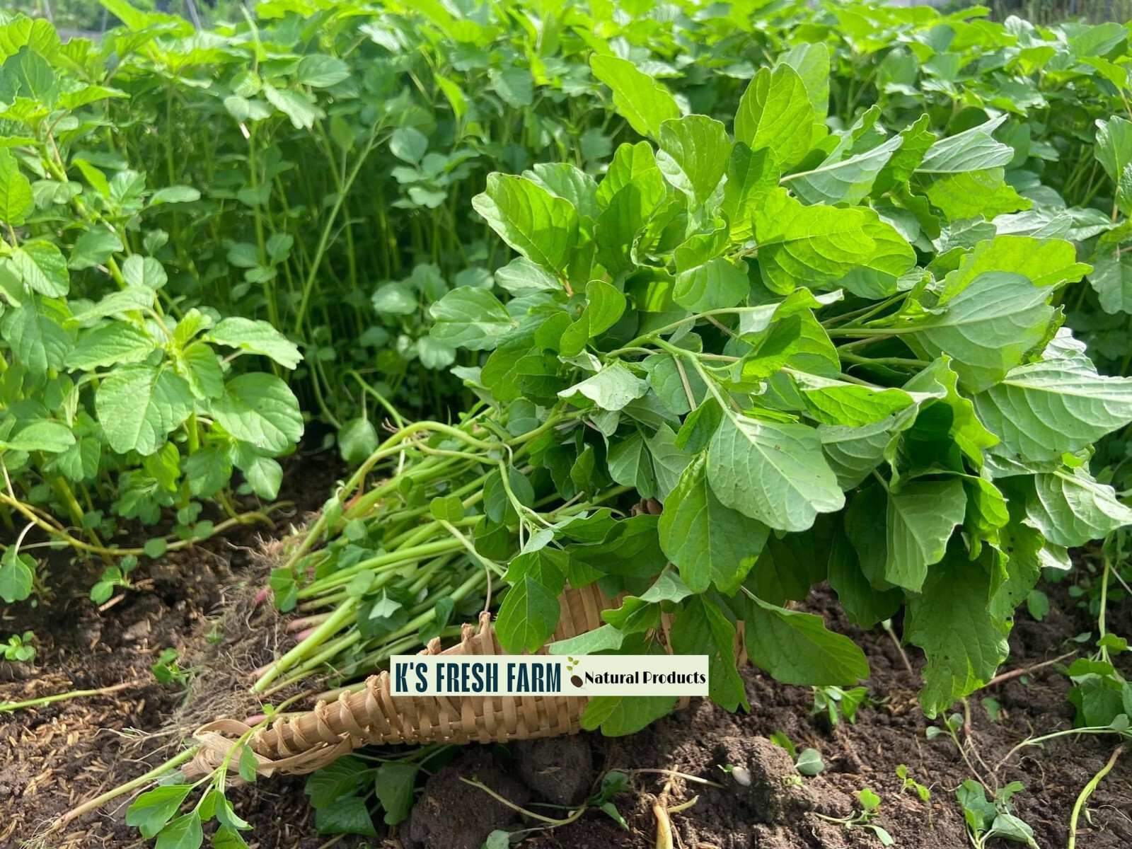 Red/Green/Garnet/Rice Spinach Amaranth Seeds-Hạt Giống Rau Dền Đỏ/Xanh/BaMàu/Cơm