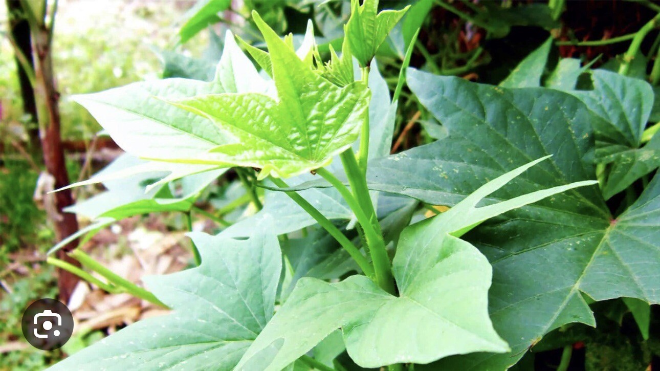 5 Rooted Purple Sweet Potato Plants With Pot Live Plants Ready To Plant