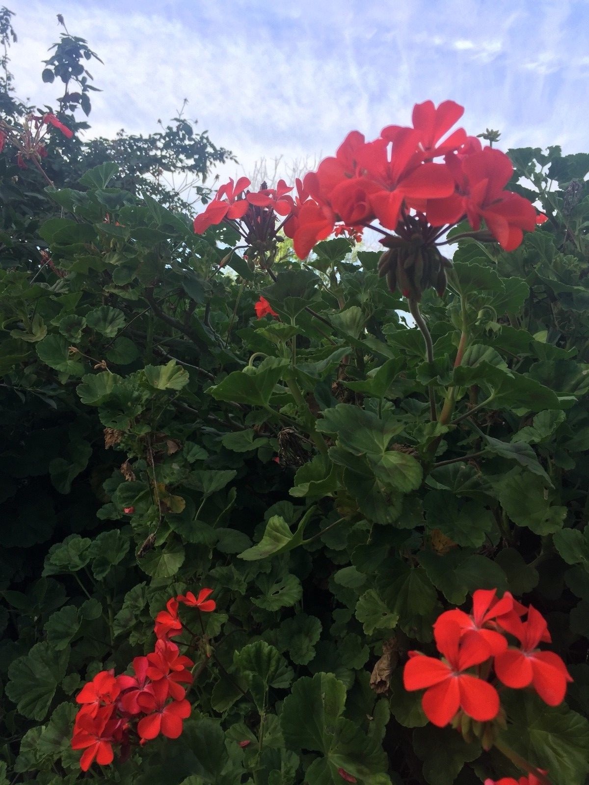 ORANGE RED PELARGONIUM ZONAL GERANIUM FRESH LIVE PLANT 5 X 6″ STARTER CUTTINGS