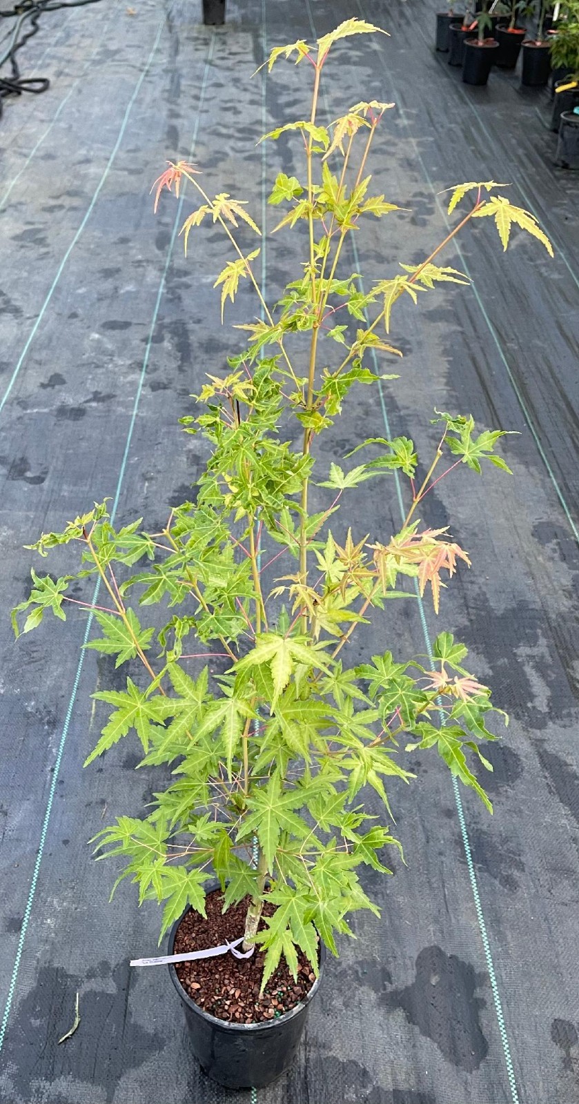 Acer palmatum ‘La Diabla’ (La Diabla Japanese Maple)
