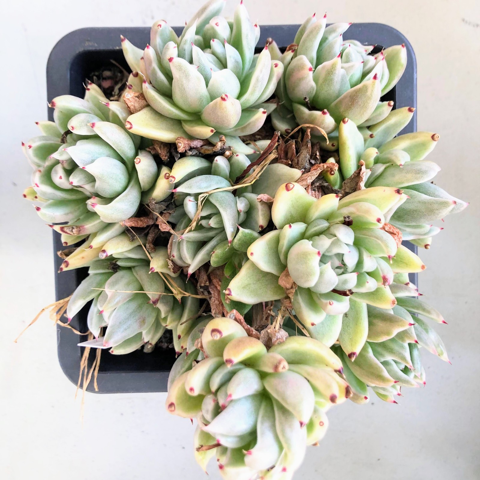 Echeverias 4 Variety– Each in 2″ or 4″ Pots Rosette, Vibrant Drought Succulents