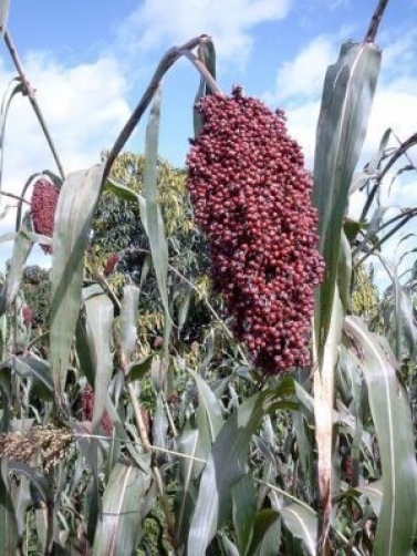 50 BROOMCORN / COLORED UPRIGHTS SORGHUM BICOLOR RED Seeds *Flat S/H