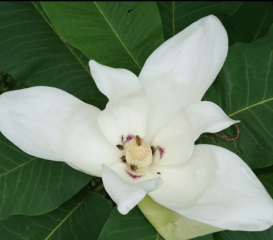 big leaf magnolia tree 12″ to 30″