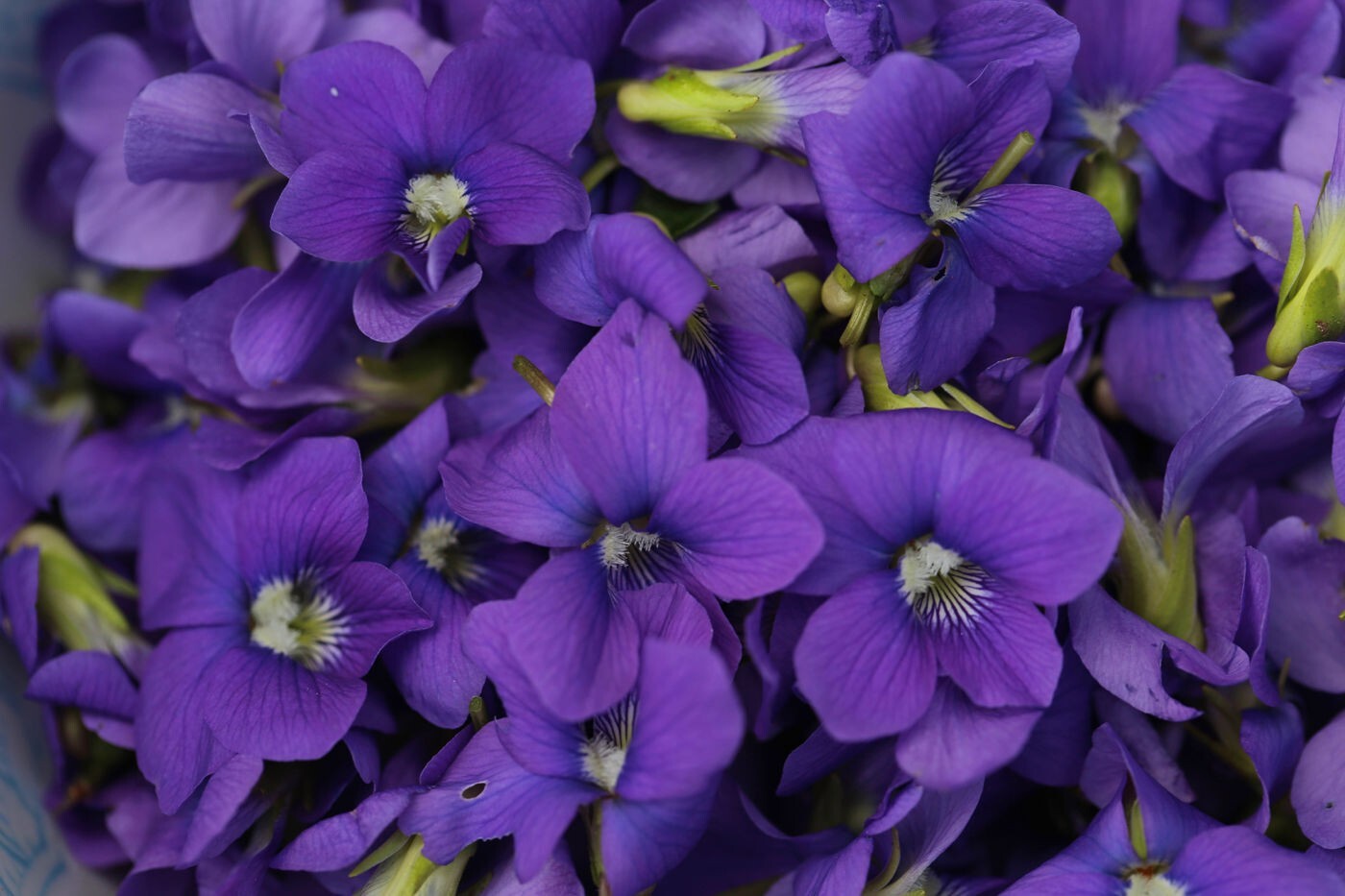 10 Rhizomes (Bulbs) of Viola Sororia (Blue Violet,Wood Violet,Hooded Violet)