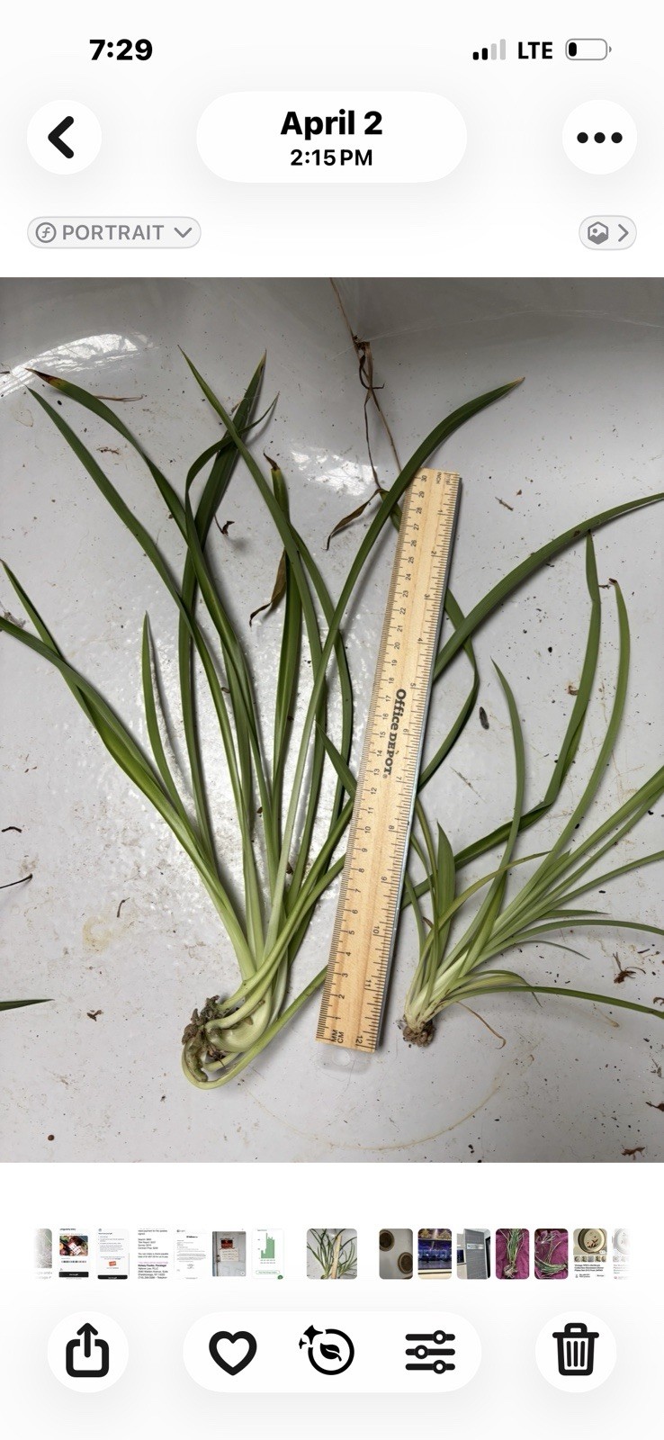 2 spider plants live plants