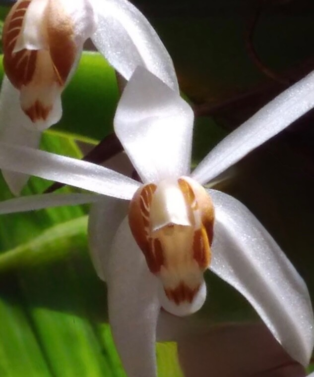 RARE FIND SPECIMEN COELOGYNE SWANIANA ORCHID SPECIES FRAGRANT FLOWERS !