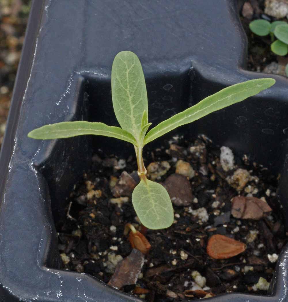 Showy Milkweed Pink Seeds Flower. 50 Seeds. Free Shipping!
