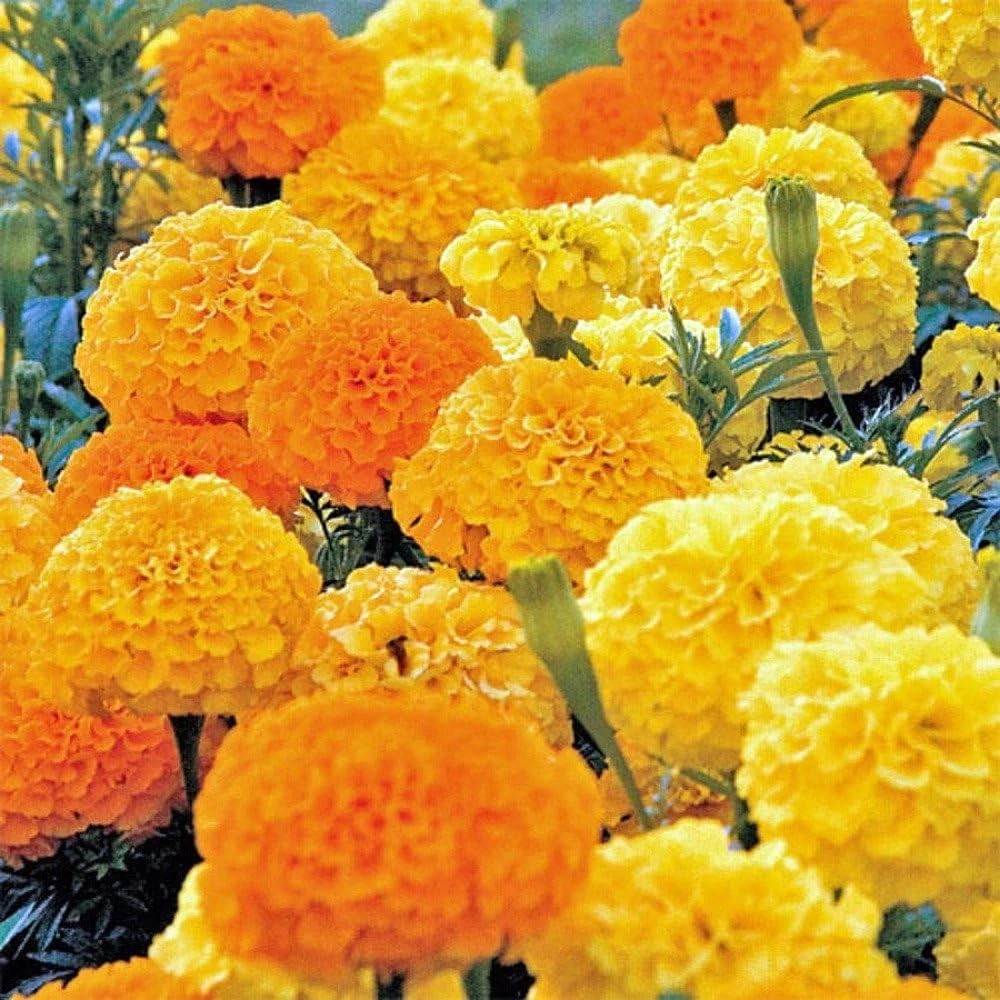 400+ AFRICAN MARIGOLD – CRACKERJACK MIX —- LARGE —- AAS AWARD WINNER