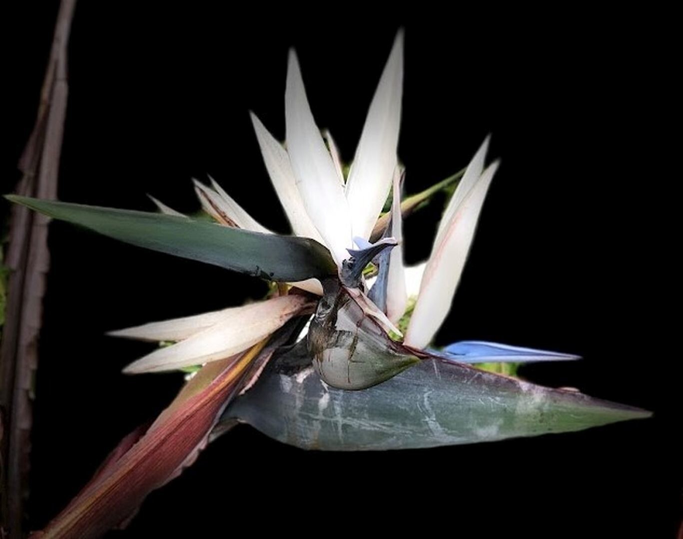GIANT WHITE~Bird of Paradise~Strelitzia Nicholai~ROOTED PLANT~10-12 Inches Tall