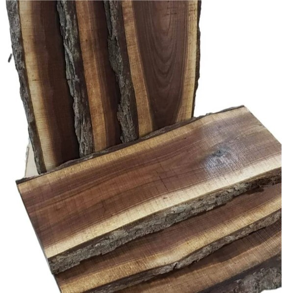 Natural Black Walnut Juglans Nigra *Rescue*Seedling BareRoot Under 10″ Live Tree