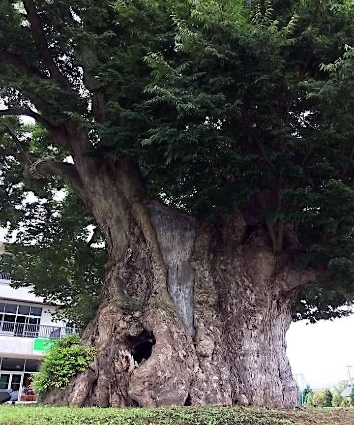 10 Japanese Grey Bark Elm (Zelkova serrata) Tree Seeds Bonsai Very FAST Growing!