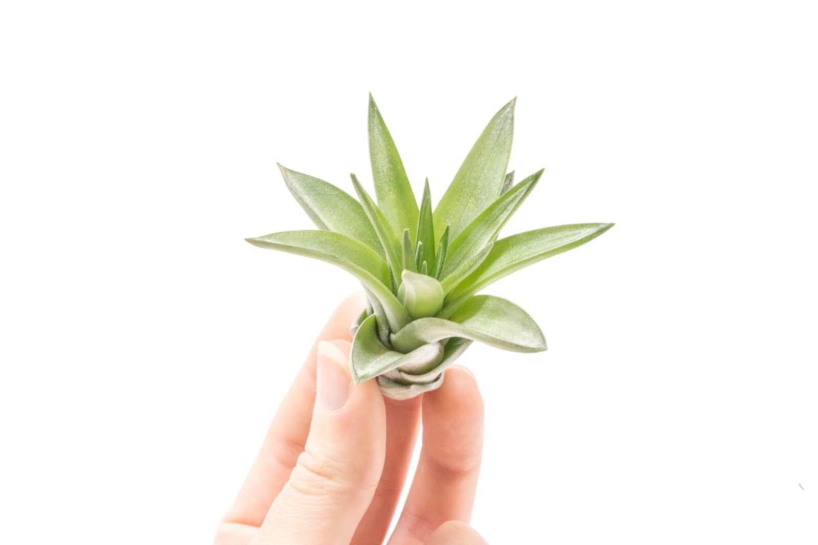 Air Plants Velutina – Live Succulent House Plants – Indoor/Outdoor Decor