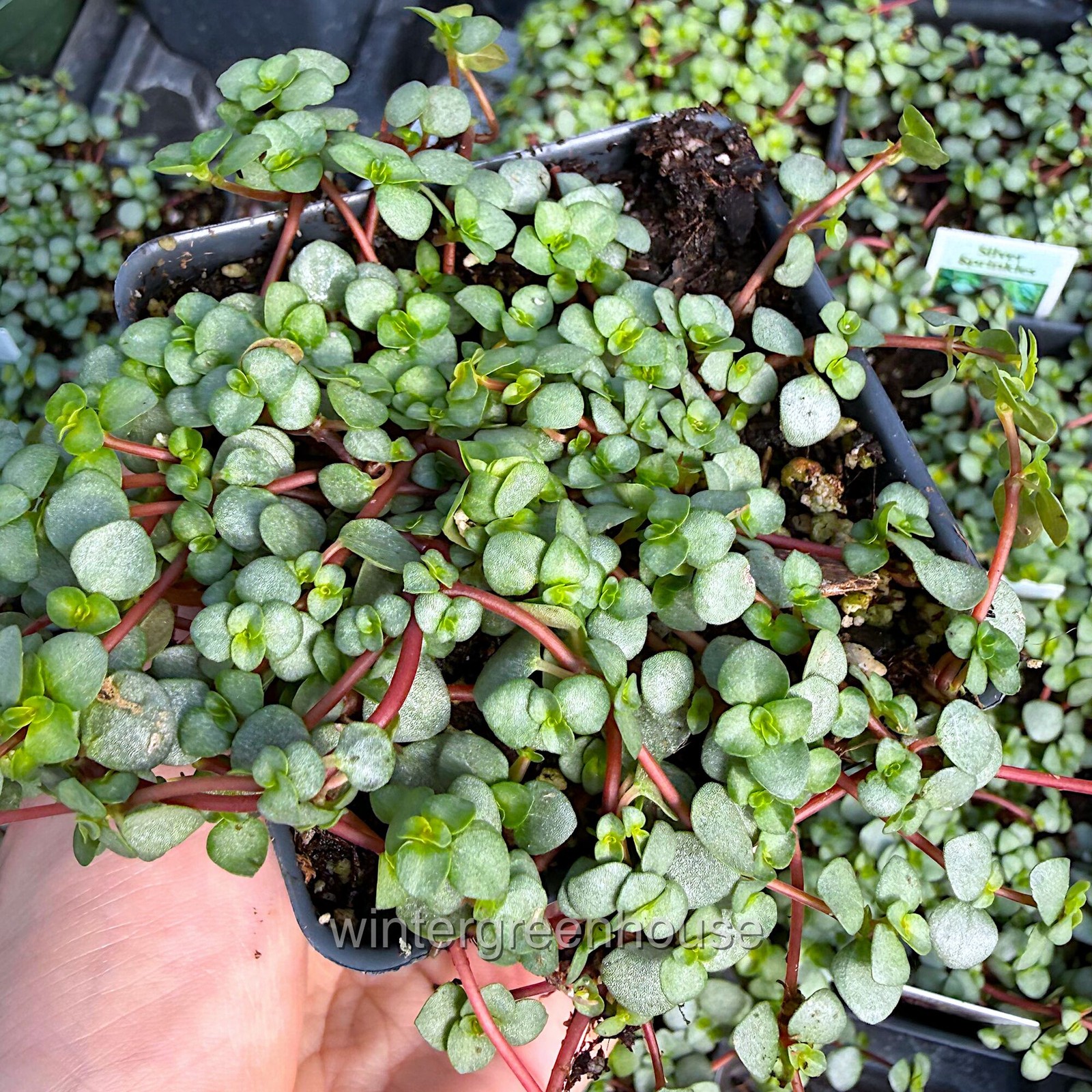 Pilea glauca, Red Stem Pilea, Silver Sprinkles, Container Size: 3″ (2.6×3.5″)