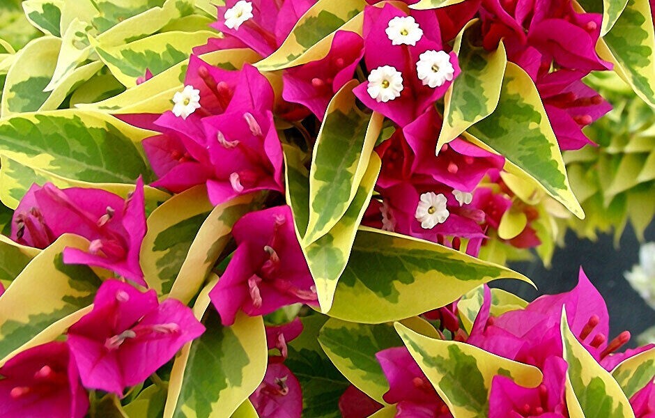 **PINK PIXIE QUEEN** Bougainvillea**Small Well Rooted Starter Plant*USA SELLER*