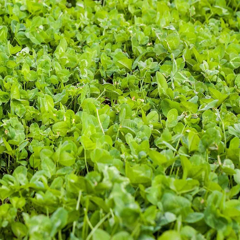Outsidepride Perennial Clover King Seed Mix – 5 Lbs Nitrocoated Inoculated Heat