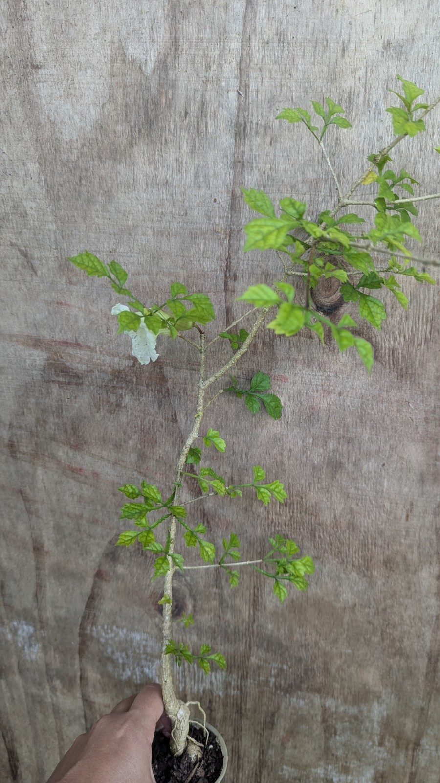 Parmentiera cereifera~Árbol de Vela~Candle Tree~Live Plant~ 10″ to 12″ inches
