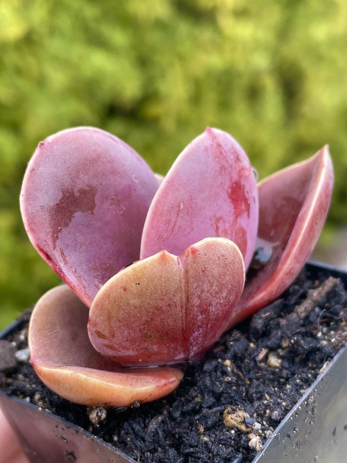 Rare Burgundy Red Paddle Succulent Rooted Live Plant Healthy Easy Care 2.5-Inch