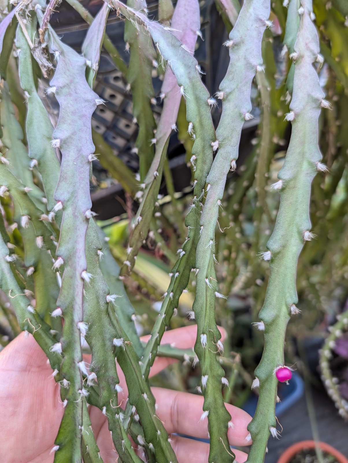 “Rhipsalis Cactus” Lepismium Cruciforme Rooted Cuttings In 2 “Pot