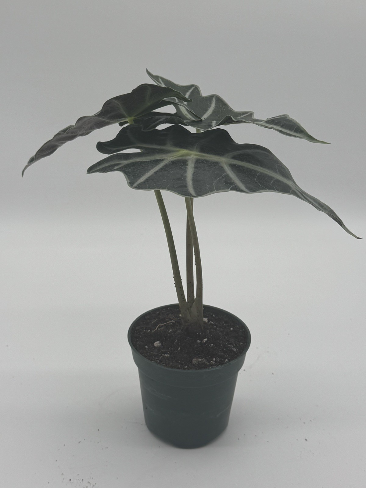 Alocasia Dwarf Amazonica 4 inch Pot Live Plant Houseplant