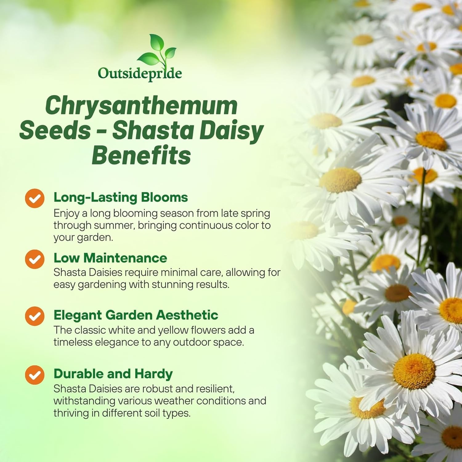 5 LBS White Shasta Daisy Seeds For Planting | Perennial Chrysanthemum Seed