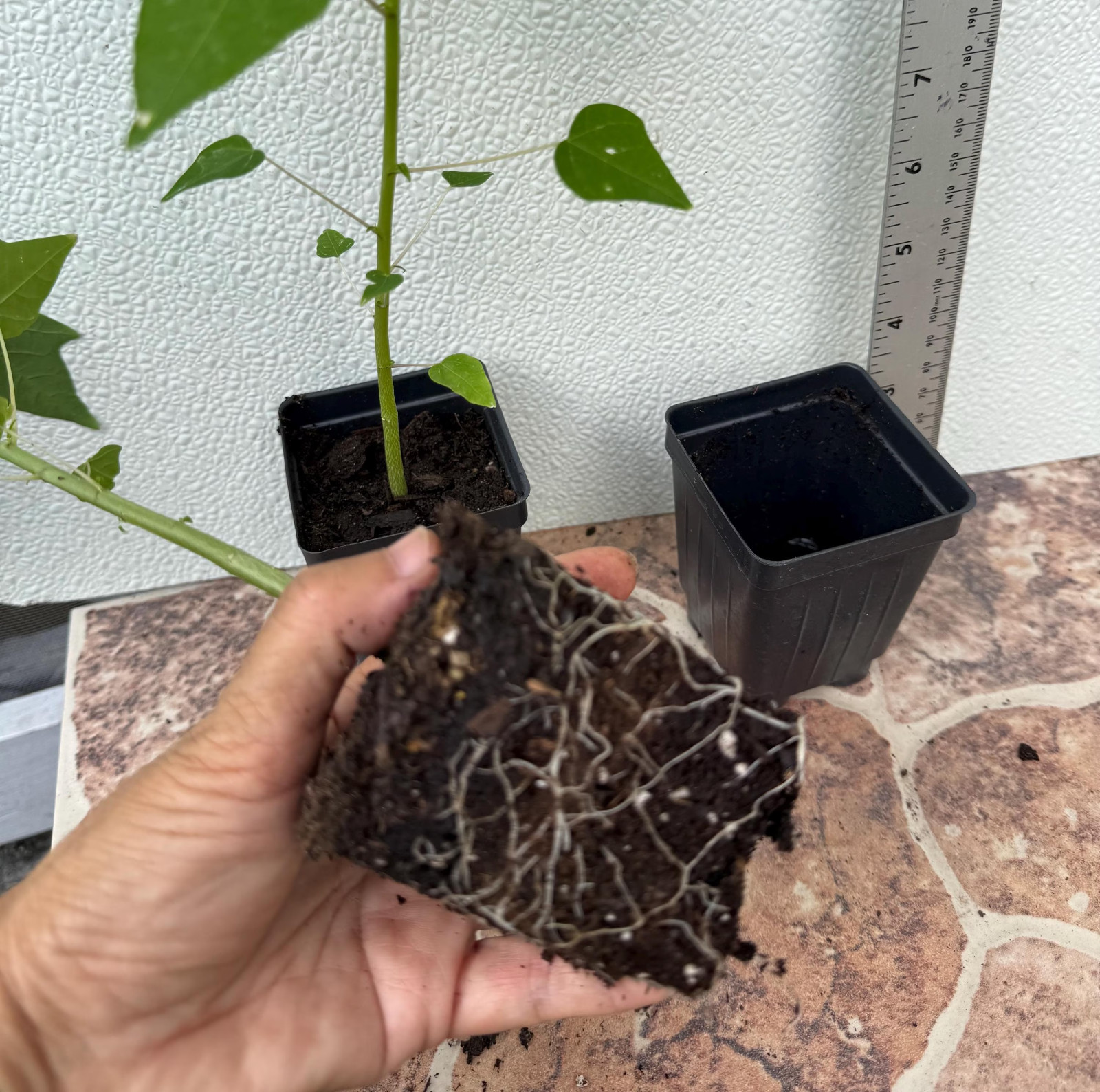 2-Dwarf Solo Hawaiian Sunrise Papaya Fruit Trees 7″-8″ Tall Had Fully Roots