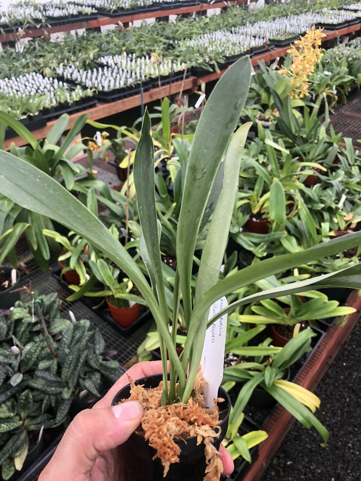 Masdevallia Redshine ‘Sheila’ FCC/AOS Easy Grower