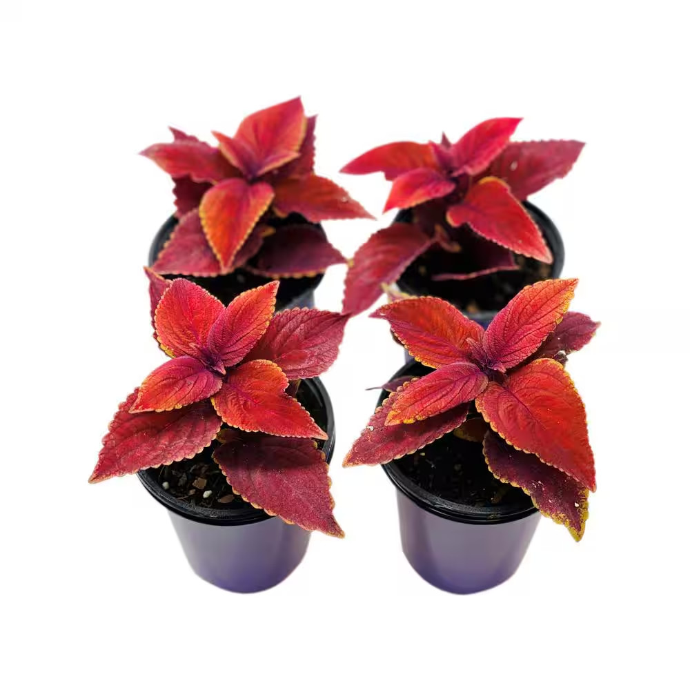 1.38 Pt. Coleus Plant Oxblood Red in 4.5 In. Grower’S Pot (4-Plants)
