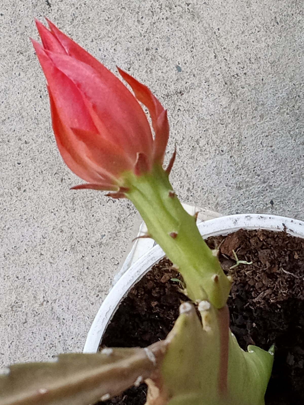 Rare Orchid Cactus Red German Empress Epiphyllum Fresh Cutting Live Plant 6″+