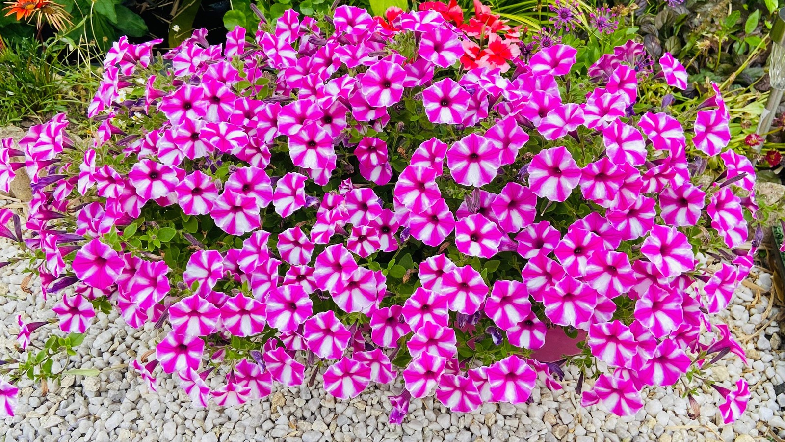 100 STAR MIX PETUNIA Mixed Colors Petunia Violacea Flower Seeds Red Blue Purple