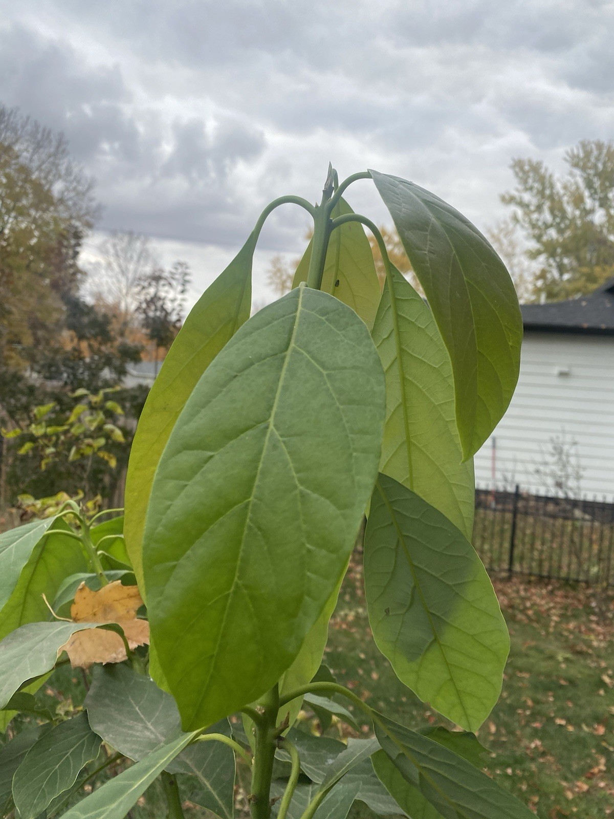 Hass Avocado Tree Live Persea Americana Bearing Edible Fruit Plant 4 Feet Tall